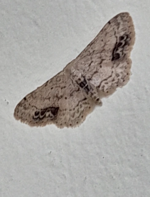 Idaea dimidiata - gyakori apróaraszoló