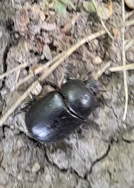 Pentodon idiota - butabogár