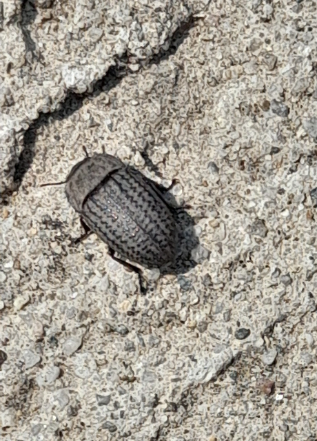 Opatrum sabulosum - sároshátú gyászbogár Opatrum sabulosum - sároshátú gyászbogár