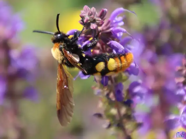 Megascolia maculata - óriás-tőrösdarázs