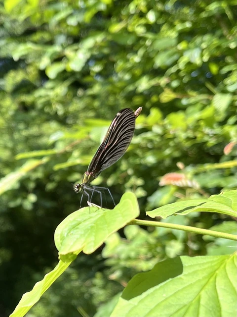 Calopteryx virgo - kisasszony-szitakötő