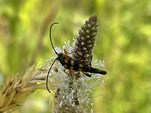 Strangalia attenuata - nyurgacincér