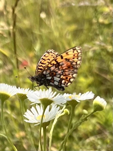 Boloria selene - fakó gyöngyházlepke