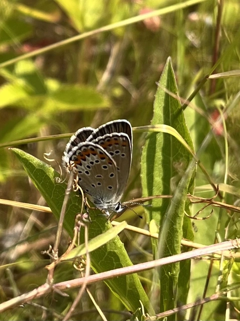 Plebejus idas - északi boglárka