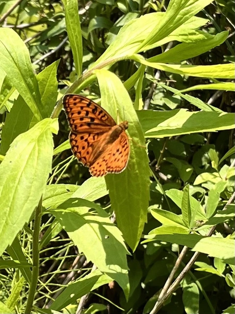 Argynnis adippe - ezüstös gyöngyházlepke