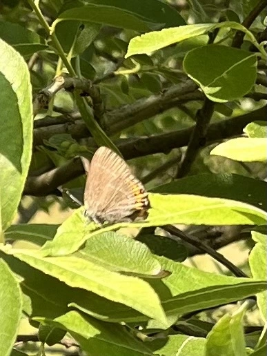 Satyrium pruni - szilvafa-csücsköslepke