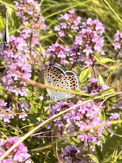 Plebejus idas - északi boglárka