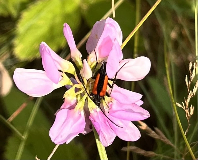 Stenurella melanura - feketevégű karcsúcincér