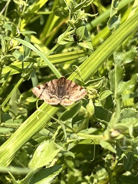 Euclidia glyphica - közönséges nappalibagoly