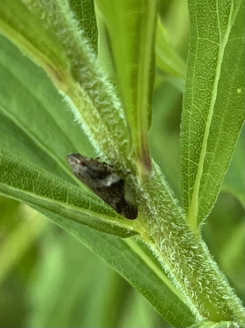 Aphrophora alni