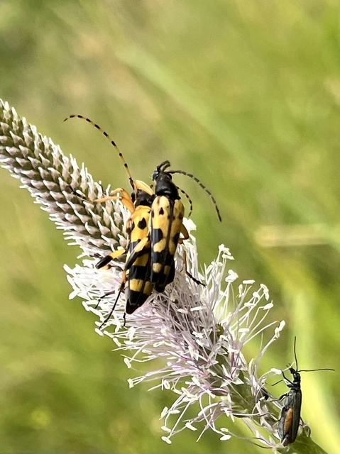 Rutpela maculata - tarkacsápú karcsúcincér