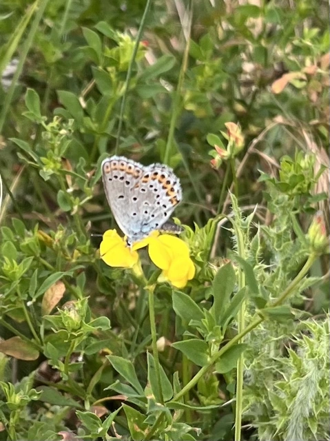 Plebejus argyrognomon - tintakék boglárka