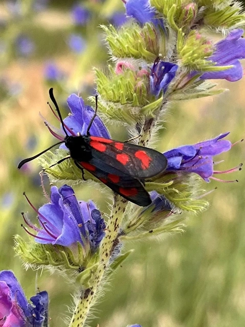 Zygaena loti - közönséges csüngőlepke
