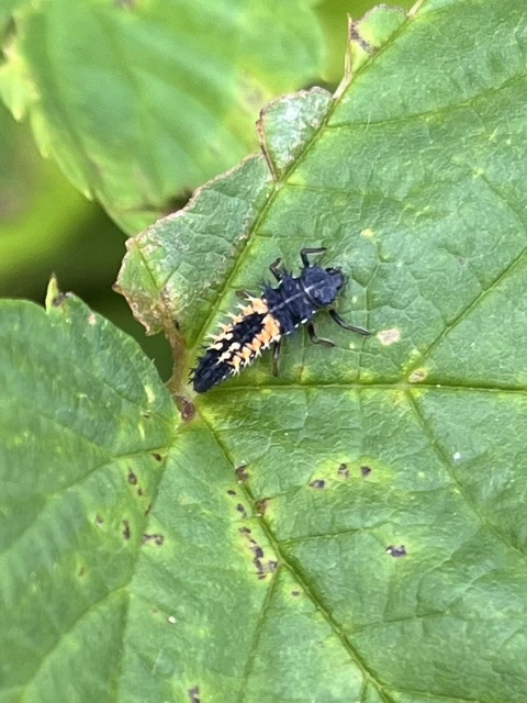 Harmonia axyridis - harlekinkatica