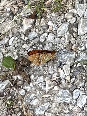 Argynnis adippe - ezüstös gyöngyházlepke