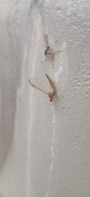 Cloeon dipterum - elevenszülő kérész