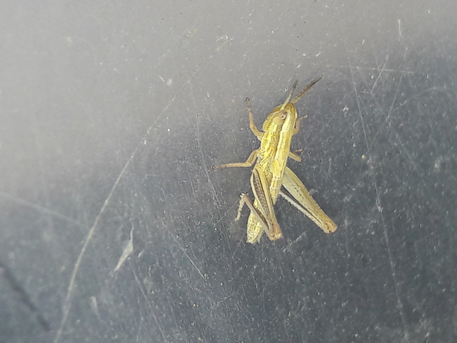 Euchorthippus