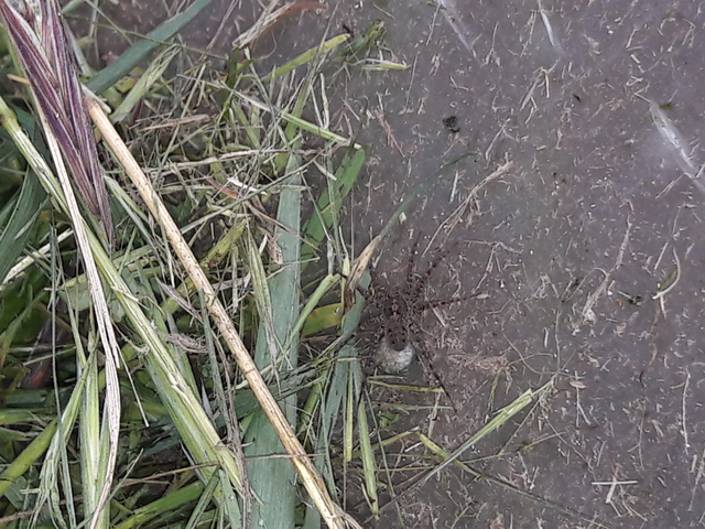 Pardosa