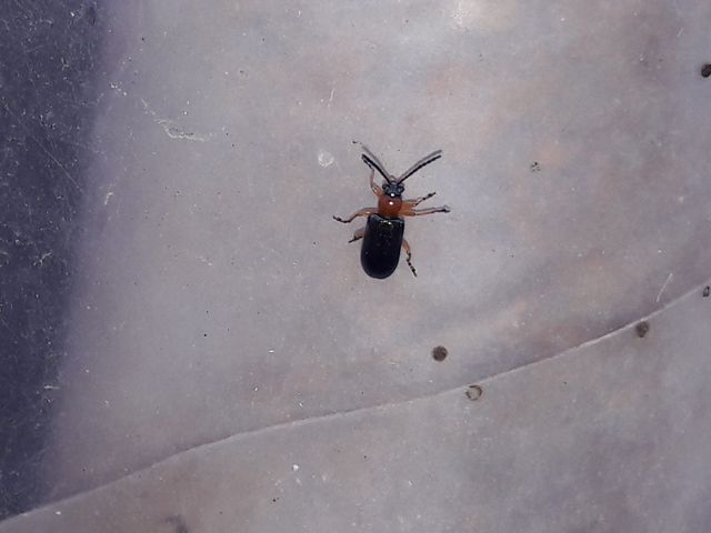 Oulema melanopus/duftschmidi