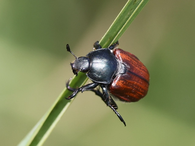 Anisoplia lata - széles szipoly Anisoplia lata - széles szipoly