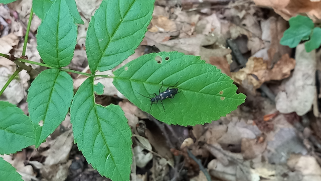 Anoplodera sexguttata - foltos virágcincér