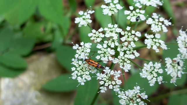 Stenurella septempunctata - hétpettyes karcsúcincér