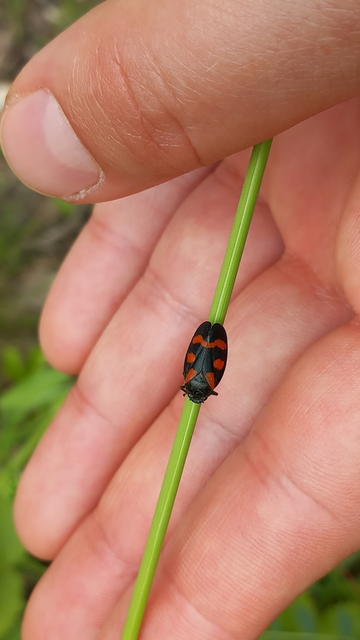 Cercopis arcuata/sanguinolenta