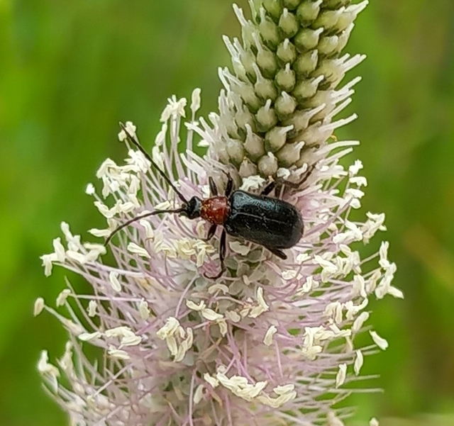 Dinoptera collaris - vörösnyakú virágcincér