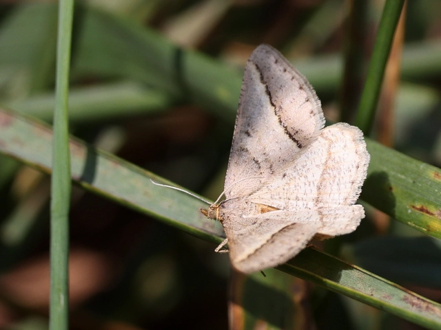 Tephrina arenacearia - lucerna-araszoló