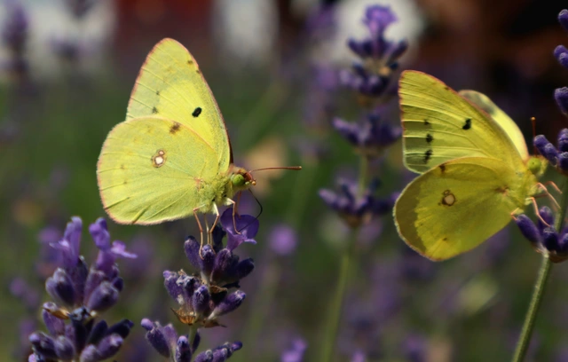 Colias erate - csángó-kéneslepke