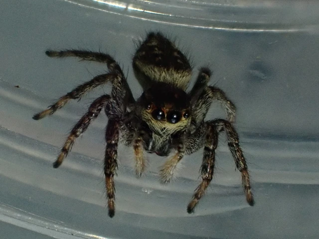 Carrhotus xanthogramma - rozsdás ugrópók
