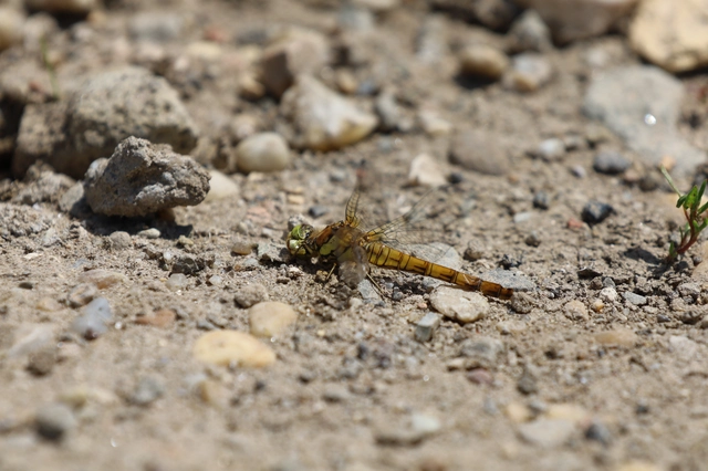 Sympetrum striolatum/vulgatum