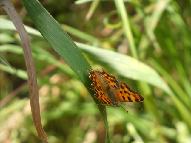 Nymphalis c-album - C-betűs lepke
