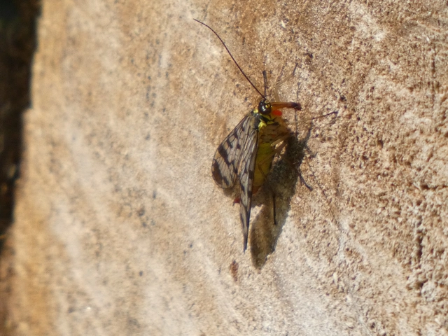 Panorpa communis/vulgaris