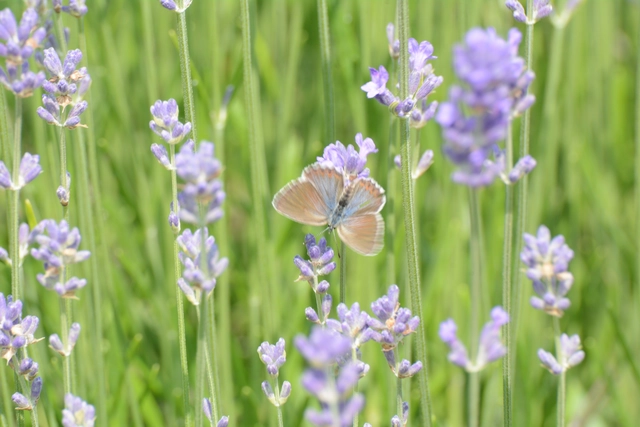 Plebejus argyrognomon - tintakék boglárka