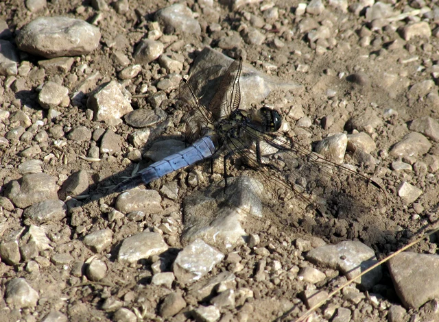 Orthetrum cancellatum - feketefarkú pásztorszitakötő
