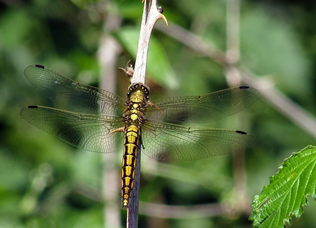 Orthetrum cancellatum - feketefarkú pásztorszitakötő