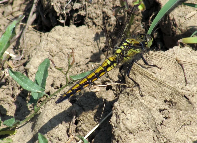 Orthetrum cancellatum - feketefarkú pásztorszitakötő
