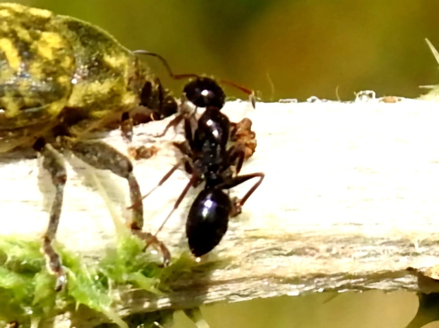 Camponotus fallax - ligeti lóhangya
