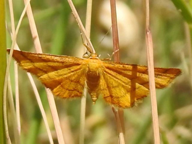 Idaea aureolaria - aranyos sávosaraszoló