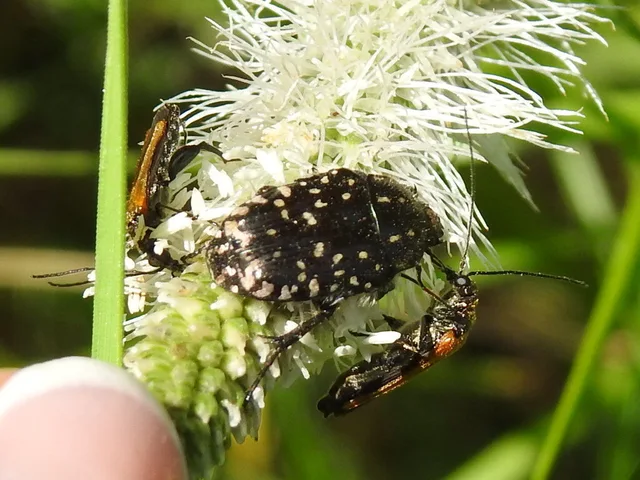 Oxythyrea funesta - sokpettyes virágbogár