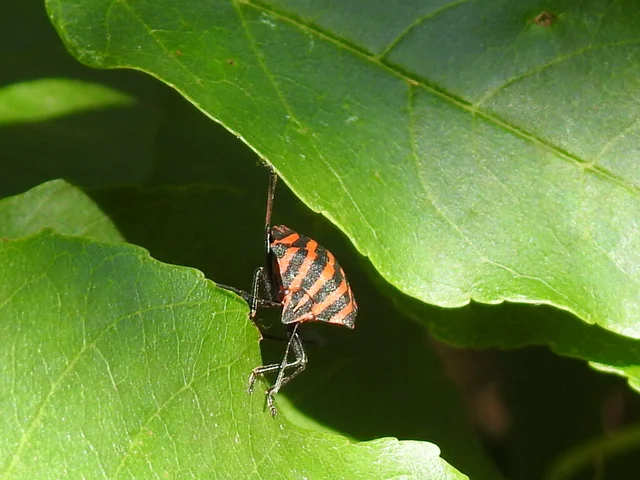 Graphosoma italicum - csíkos pajzsospoloska