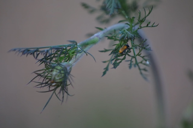Labidostomis Labidostomis