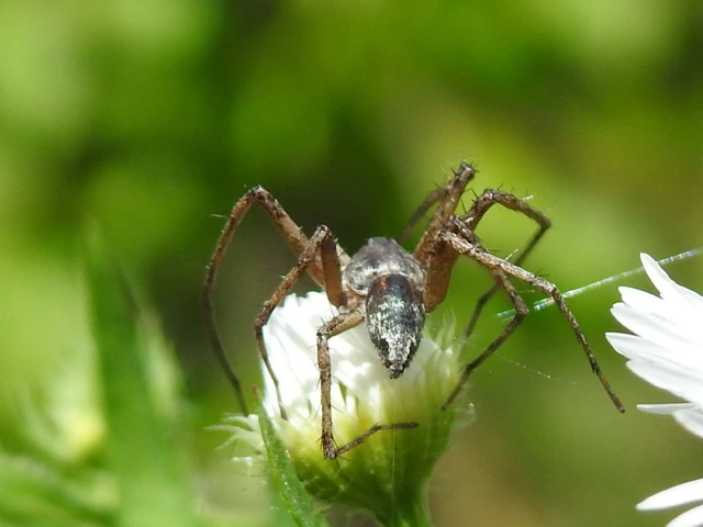 Philodromus