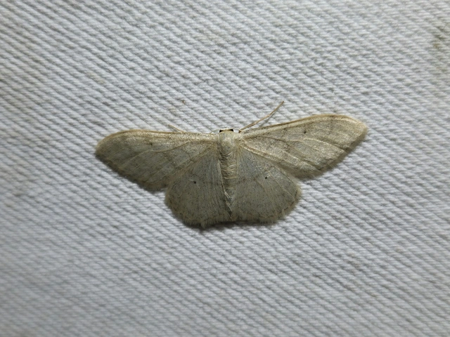 Idaea straminata - szalmasárga sávosaraszoló