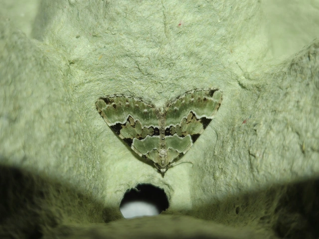 Colostygia pectinataria - zöld levélaraszoló