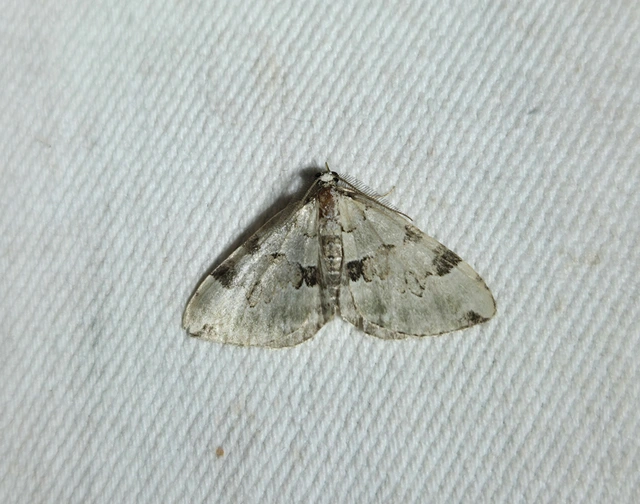 Colostygia pectinataria - zöld levélaraszoló