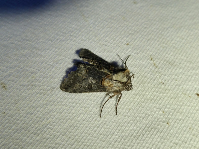 Abrostola asclepiadis - barnaövű csalánbagoly
