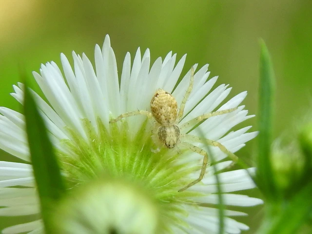 Philodromus