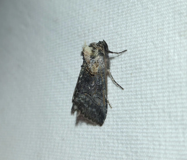Abrostola asclepiadis - barnaövű csalánbagoly